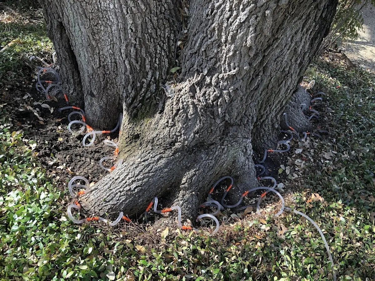 Detailed Tree Cabling and Bracing job site in Livermore